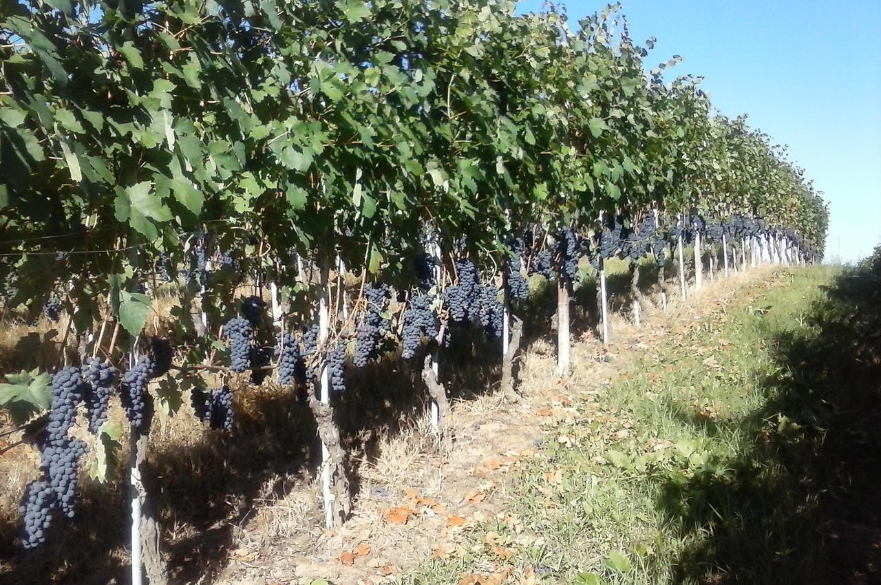 Tenuta Calabiana Diano dʼAlba Eksteriør bilde